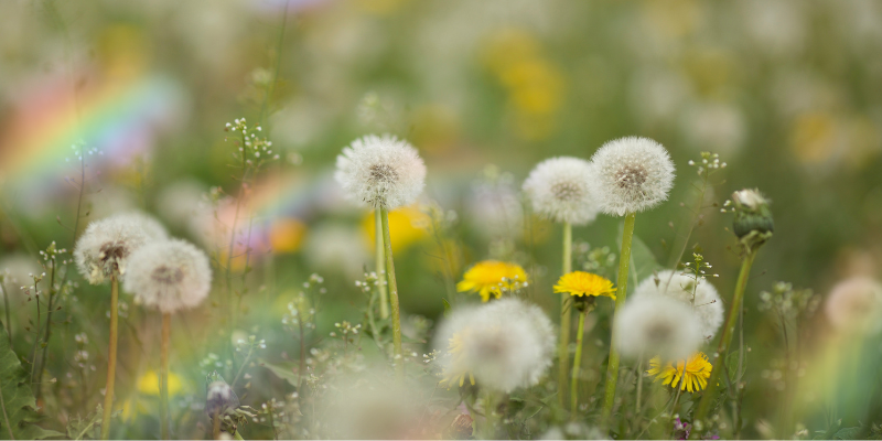 dandelions in a rainbow glow the seeds of potential