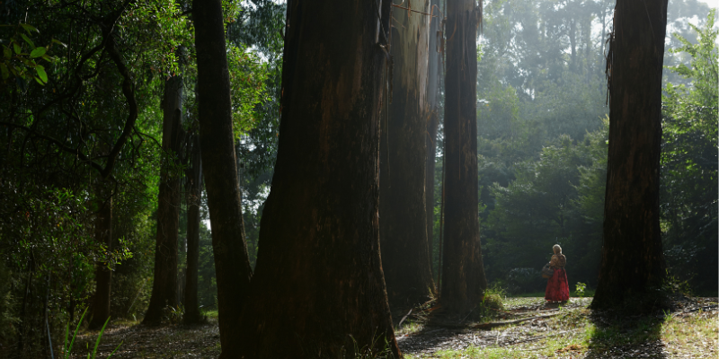 sara walking through an ancient forest with tree giants