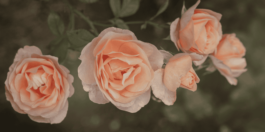 rosesss