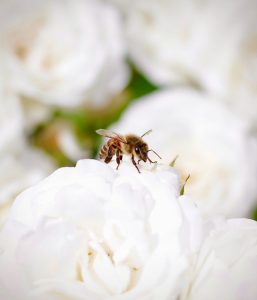 white-bee-257x300