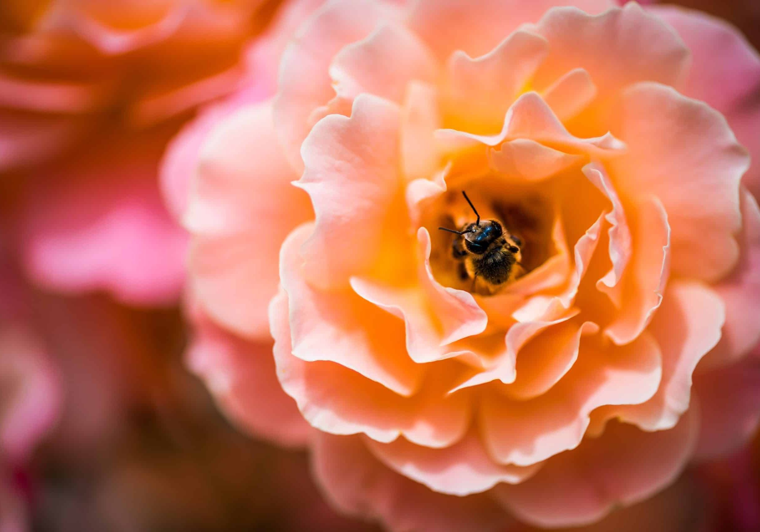 Soul_Gardening